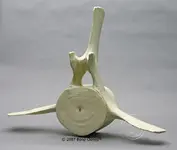ImageUploadedByTreasureNet.com1482001131.993484.webp