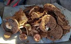 junkfound (800x496).webp