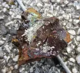 Mixed031.webp Mixed031.webp