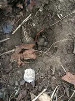 ImageUploadedByTreasureNet.com1484781821.267330.webp