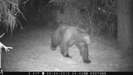 Bear.webp