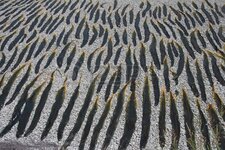 7238832-kelp-seaweed-laid-out-on-a-beach-to-dry.jpg
