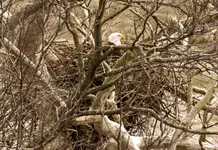 Eagle On Nest 1200.webp Eagle On Nest 1200.webp