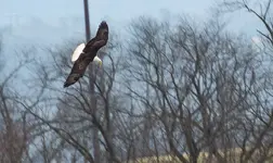 Eagle At Evansville Lake.webp Eagle At Evansville Lake.webp