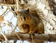 squirrel looking at me.webp