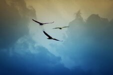 soaring eagles.jpg