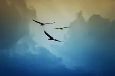 soaring eagles.webp