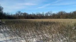 winter-soybeans.webp winter-soybeans.webp