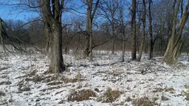 side-yard-and-pasture.webp