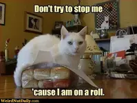 on a roll.webp