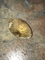 ImageUploadedByTreasureNet.com1487807079.484505.webp