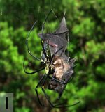 bat-eating-spider.jpg