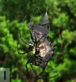 bat-eating-spider.webp