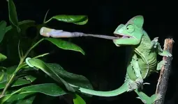 the-longest-tongues-in-the-world-funny-or-creepy-chameleon-was-once-thought-to-have-the-longe...webp