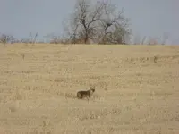 walk 011217 1.webp