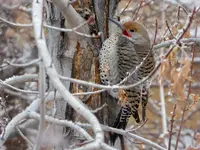 flicker 1.webp