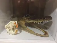 Aligator.webp
