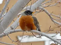 flicker rob, 2.webp