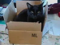 flicker cat  3.webp