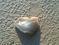 WP_20170128_003.webp