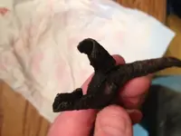 IMG_1723 pliers3.webp