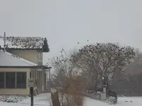 starlings.webp