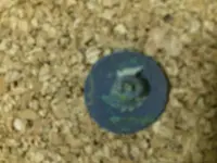 Coin Button With Cloth.webp