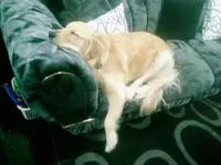 Couch Dog.jpgsized.webp