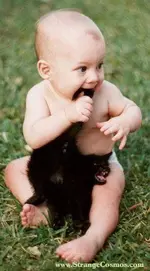 Eating Cat.webp
