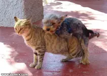 Hump Cat.webp