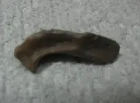 Fossil Hunt 034.webp