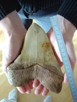 450px-Megalodon.webp