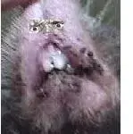 Bigfoot.webp