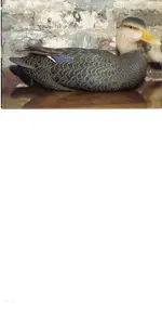 Blackduck sized.webp