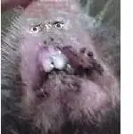 Bigfoot.webp