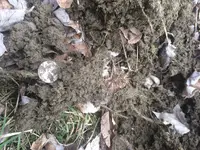 ImageUploadedByTreasureNet.com1487877550.107835.webp