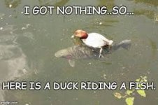 duck on fish.jpg