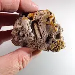 fossil-crinoid-stems-screwstones-300-million-years-old-ukraine-[3]-442-p.webp
