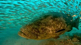48-goliath-grouper.jpg