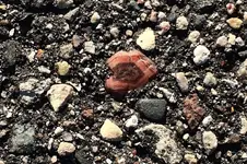 AgateInDriveway-2017-01-29C1SS.webp
