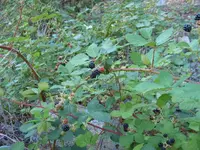 189_8994.webp