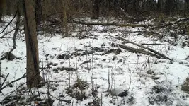Buck-Scrape.webp