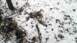 Whitetail-Lower-Leg.webp