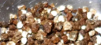 gold2.webp