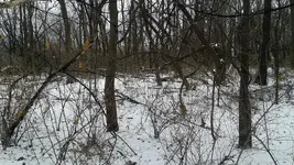 welcome-woods.webp
