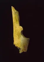 Deer ulna awl.webp
