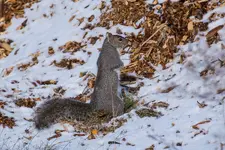 Squirrel Standing 17.9 1200.webp Squirrel Standing 17.9 1200.webp