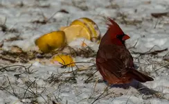 Cardinal and Lemons in Snow 1200.webp Cardinal and Lemons in Snow 1200.webp