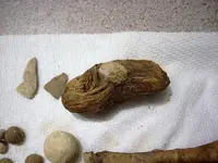 DSCN3248.webp