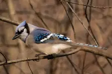 Blue Jay 1200.webp Blue Jay 1200.webp